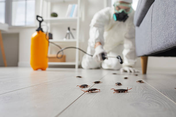Post-Treatment Bed Bug Interceptor Monitoring in Lookout Mountain